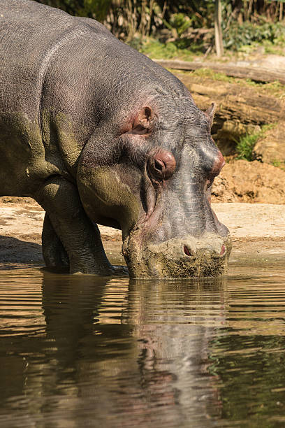 istock closeup of drinking hippo 487154426