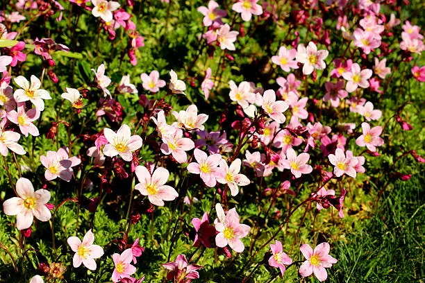 Close-up photo showing the pink flowers of a Saxifraga in a plant border during spring.