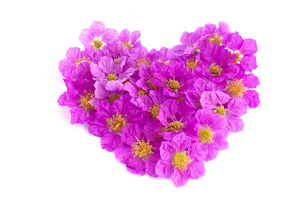 istock Heart shaped purple flowers on white background 487154597