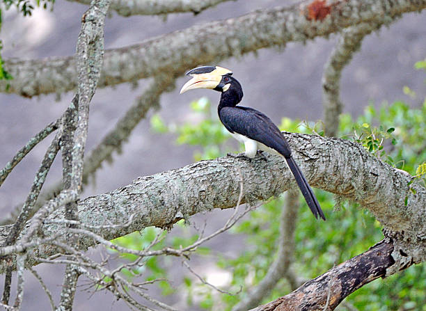 istock Malabar Pied Hornbill, Yala, Sri Lanka 487155083