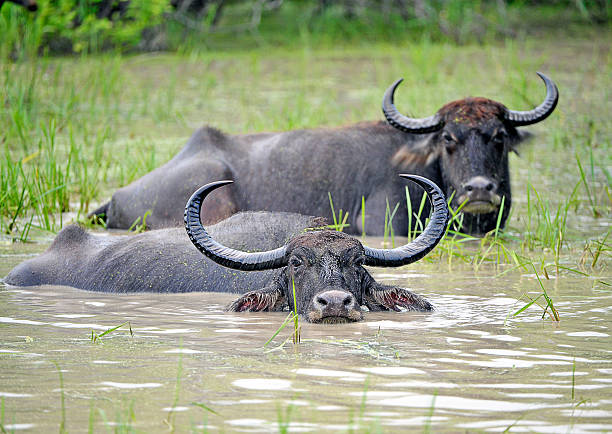 istock Water Buffalo, Yala, Sri Lanka 487155085