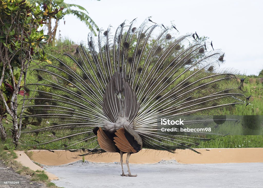 Peacock Back of Male Peacock on Displaying Feathers Animal Stock Photo