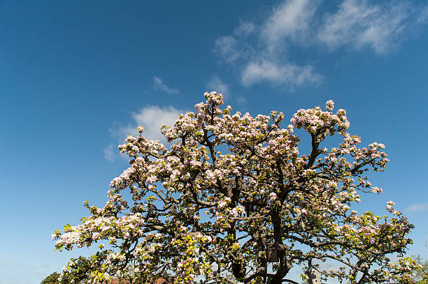 albero da frutto con boccioli di rosa - kleingarten foto e immagini stock