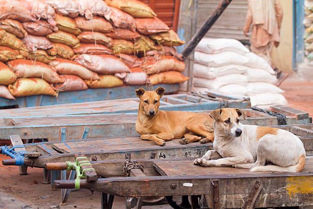 istock Indian street dogs 487156323