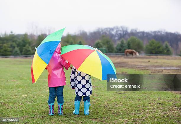 Meninas Verificar Em Vacas Com Guardachuvas Na Chuva - Fotografias de stock e mais imagens de Guarda-chuva