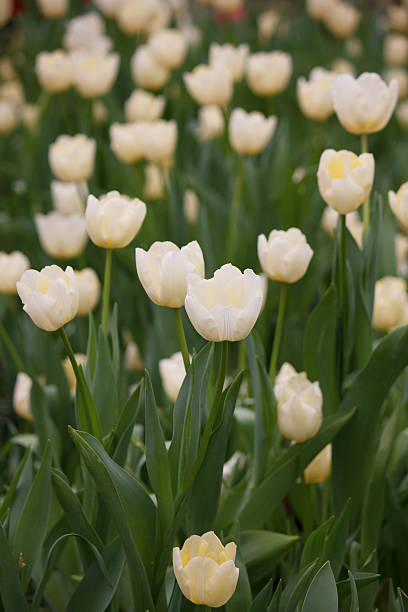 istock Sorbet Tulips in the garden. 487156765