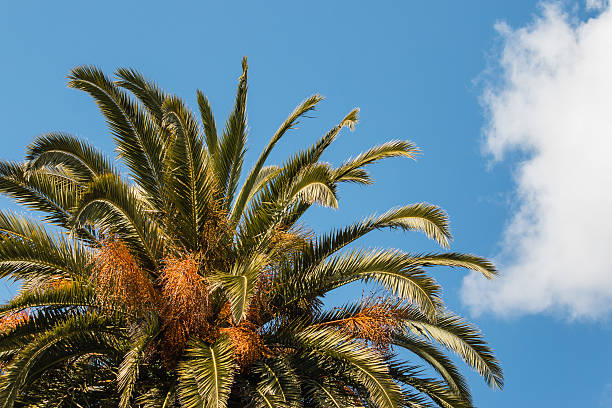 istock date palm leaves and fruit 487157386