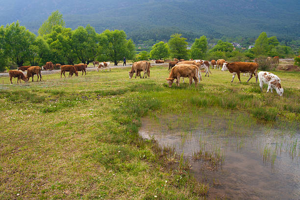 istock Natural scenery in Yunnan, China 487157701