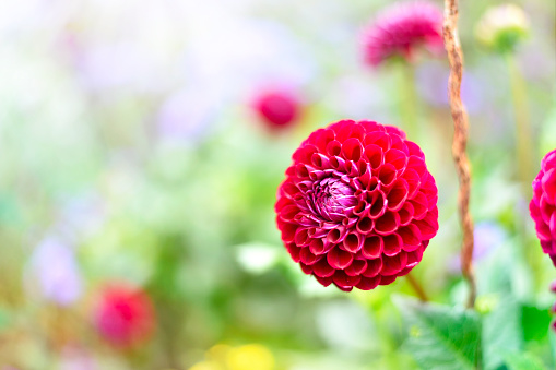 Red dahlia flower with selective focus on the foreground. Red Flower with copy space and sunlight.