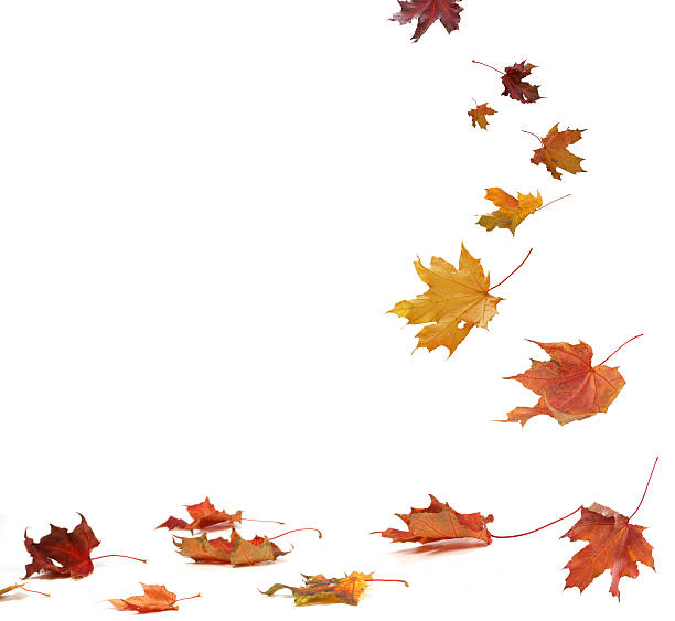 istock Isolated autumn leaves 487157824