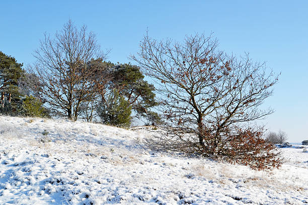 istock Kootwijkerzand with snow. 487157893