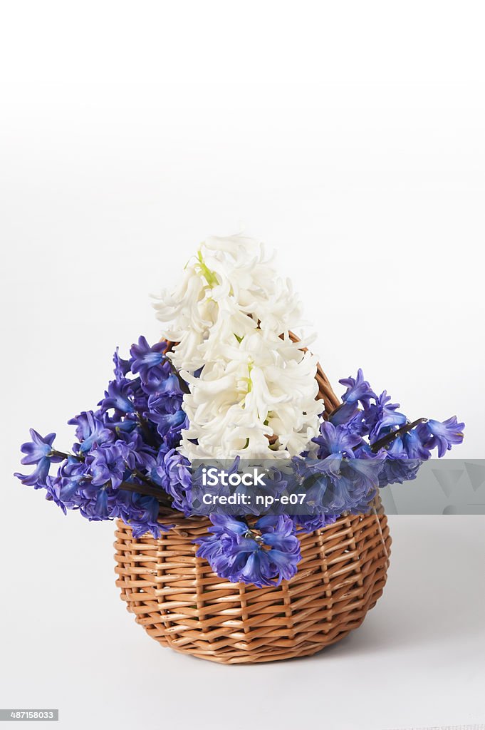 fresh hyacinths cacho - Foto de stock de Azul royalty-free