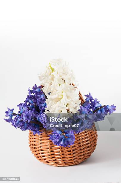Foto de Fresh Hyacinths Cacho e mais fotos de stock de Azul - Azul, Azul escuro - Azul, Bouquet