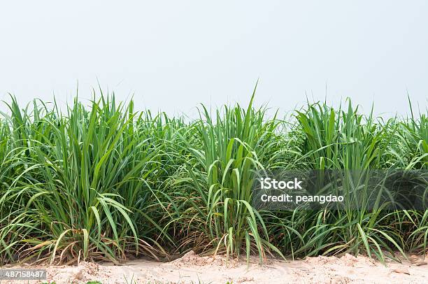 Sugar Cane Plantation Stock Photo - Download Image Now - Sugar Cane, Agriculture, Arrangement