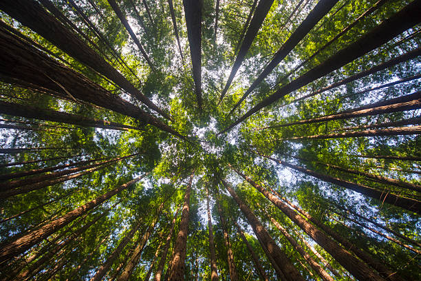 레드우드 숲 - tree growth sequoia rainforest 뉴스 사진 이미지