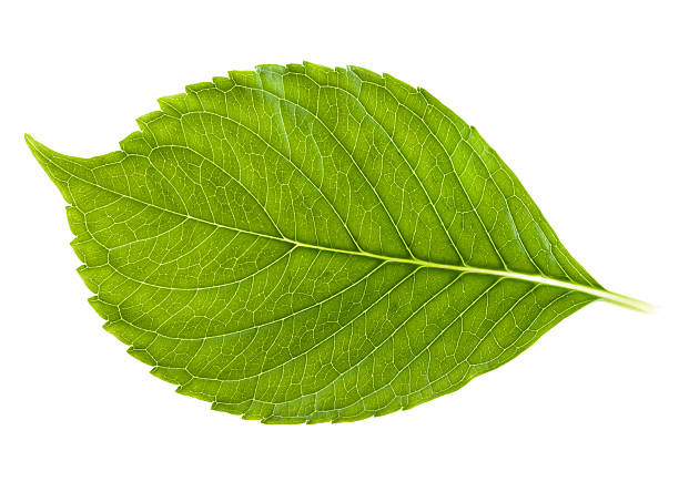 istock green leaf with very detailed veins 487159473