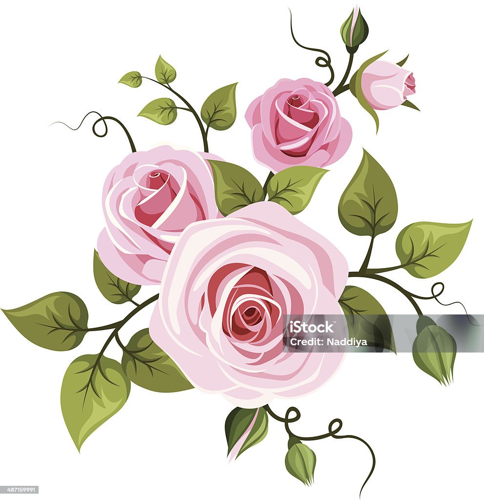 Pink roses. Vector illustration. Vector branch of pink roses with green leaves isolated, on a white background. Rose - Flower stock vector