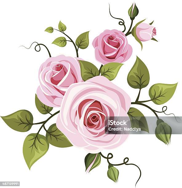 Pink Roses Vector Illustration Stock Illustration - Download Image Now - Rose - Flower, Vine - Plant, Tendril