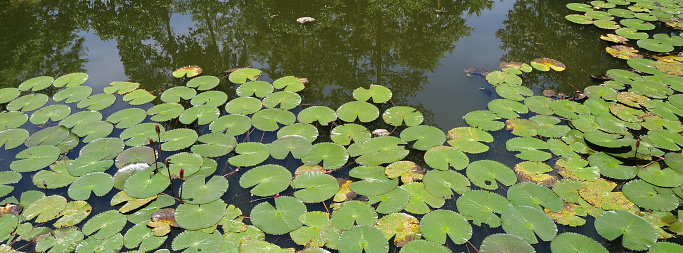 Leaves of the waterlily on water surface