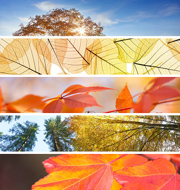 istock Set of Different Fall Banners - colorful autumn abstract  backgr 487161252