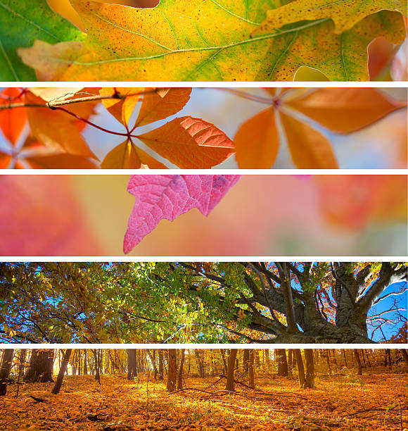 istock Collection of Autumn Banners -  fall season abstract  background 487161872