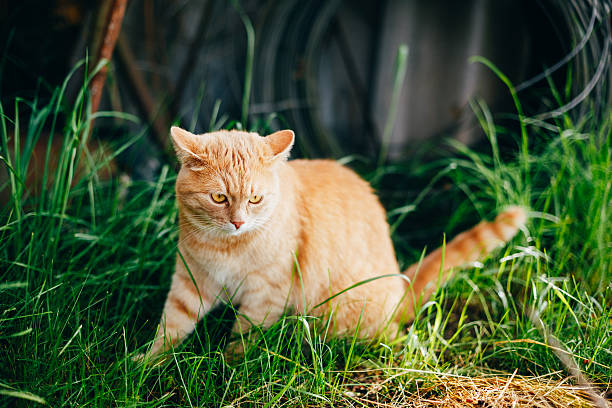 istock Red Cat Sitting In Green Spring Grass 487162260
