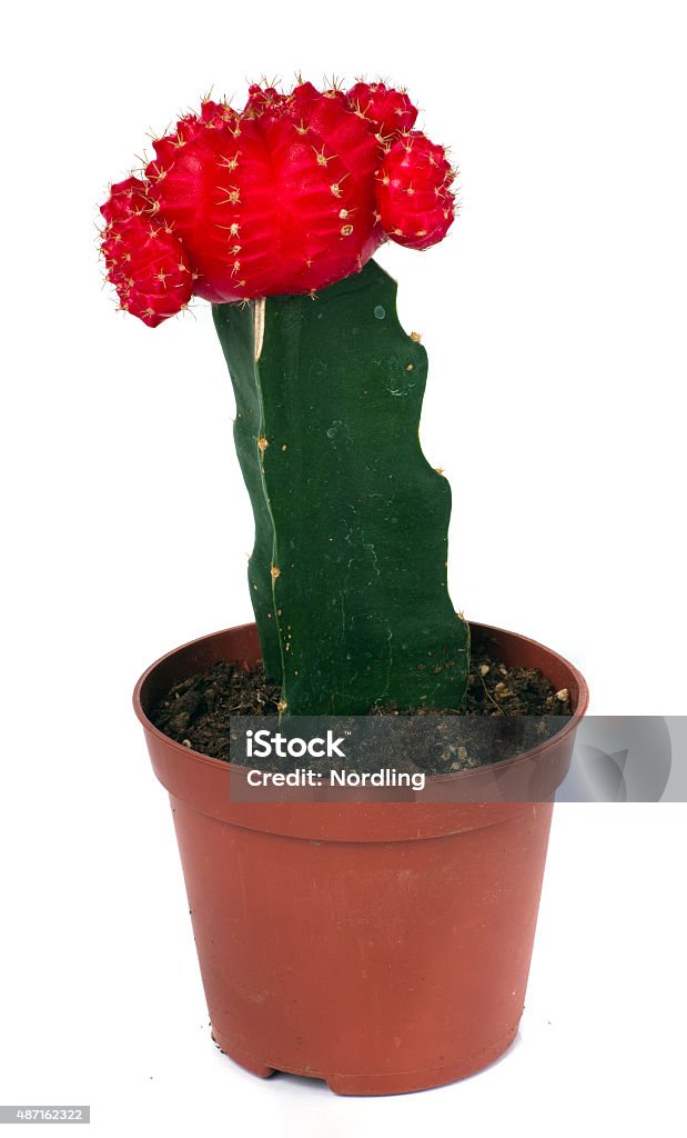 cactus 2015 Stock Photo