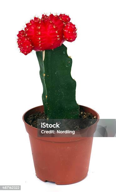 Cactus Stock Photo - Download Image Now - 2015, Accidents and Disasters, Botany