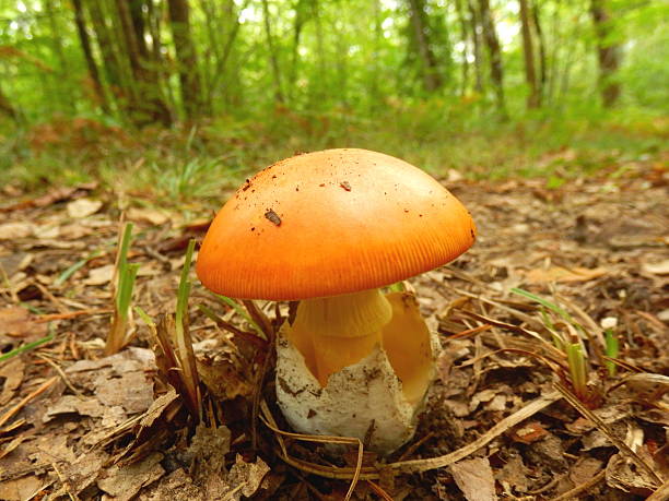 amanita caesarea mushroom - amanita parcivolvata stockfoto's en -beelden