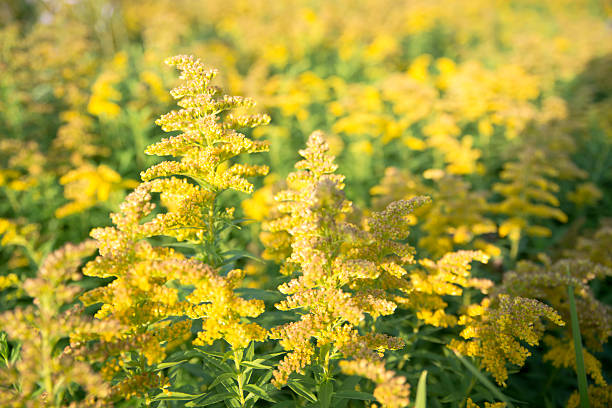 istock Landscape, wildflowers ,sun light, in foreground,natural Background 487162944