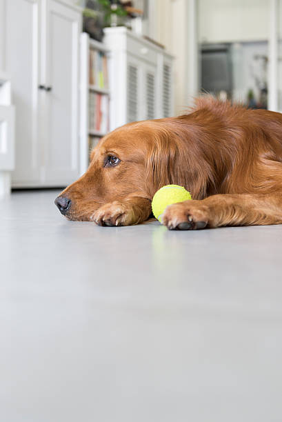 istock The golden retriever 487163356