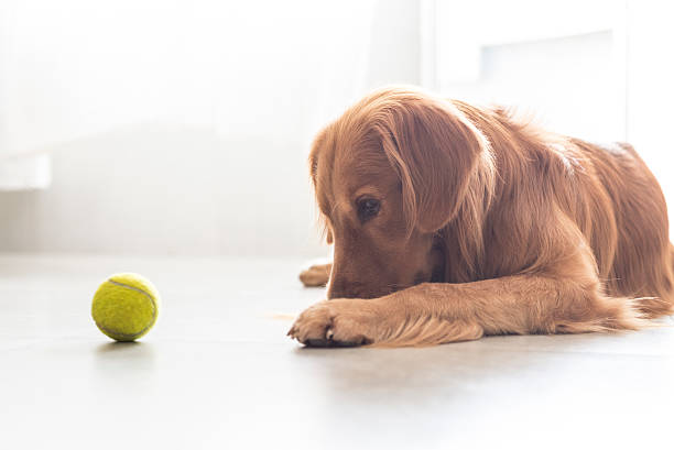 istock The golden retriever 487163362
