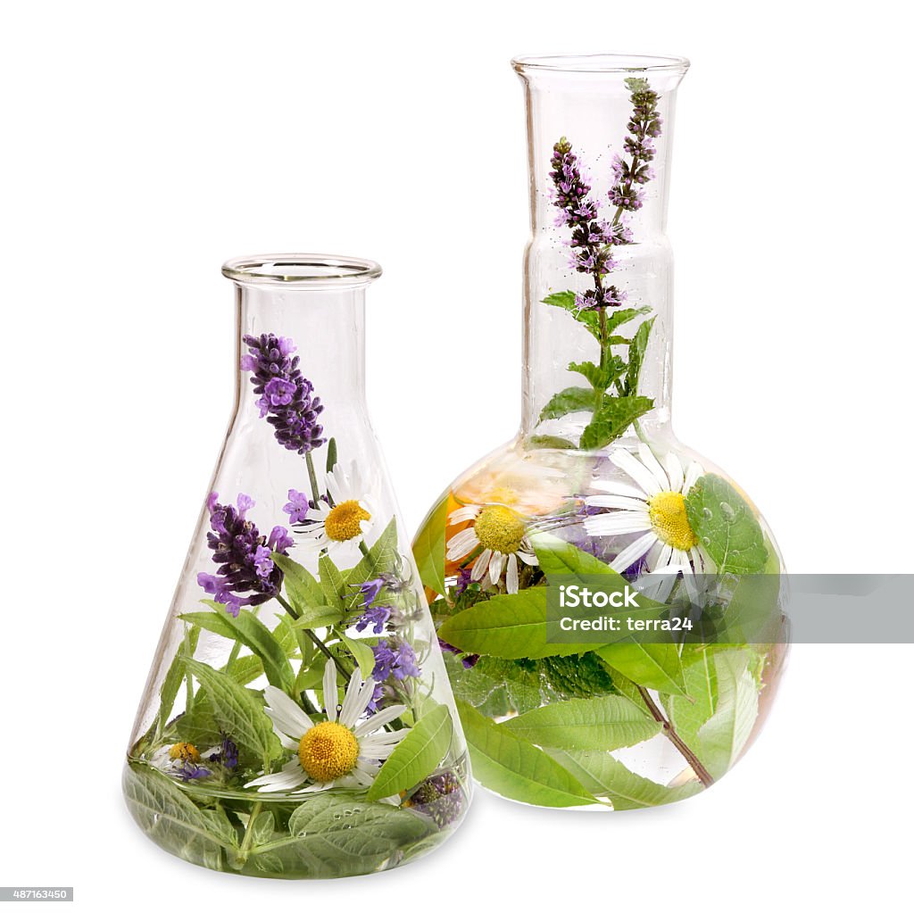 Flasks with medicinal herbs Erlenmeyer flask and flat bottom flask with fresh medical herbs. Herbal Medicine Stock Photo