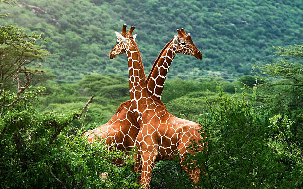 Giraffes Africa wall paper