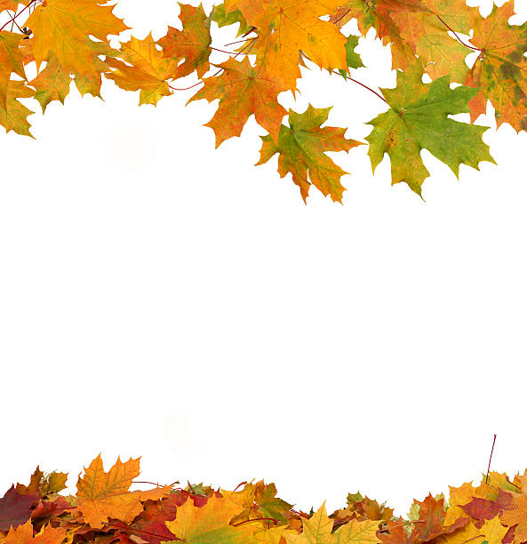 istock Isolated Autumn Leaves 487163908