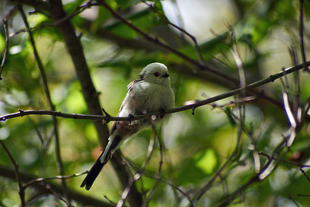 istock Aegithalos caudatos in forest undergrowth. 487166116