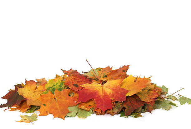 istock Autumn  leaves on white background 487167596