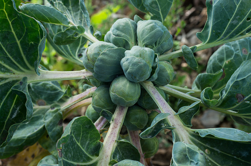 Close-up of ripening brussels sprouts (Brassica oleracea) growing on a coastal vegetable farm.