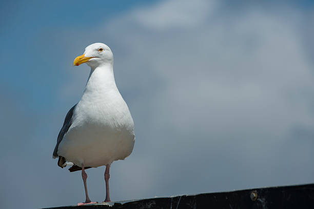 istock Sea Gull Resting on Shore Side Sign 487168094
