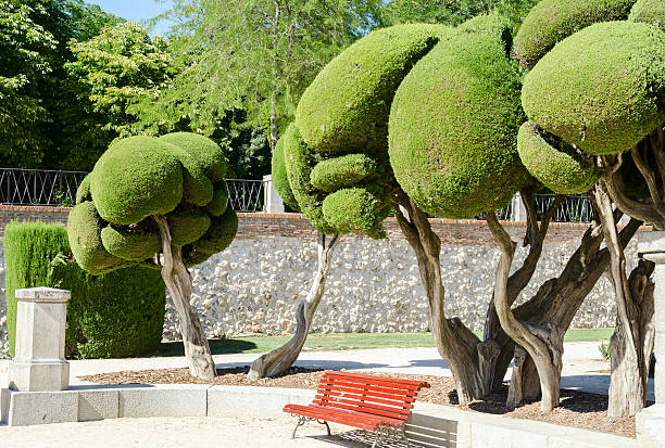 Old wooden park benches inside large hedge in Gothenburg botanical garden.