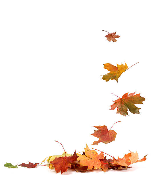 istock Isolated autumn leaves 487168288