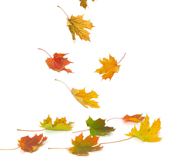 istock Isolated autumn leaves 487168304