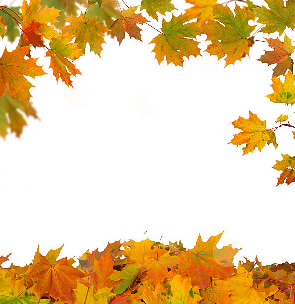 istock Autumn  leaves on white background 487168522