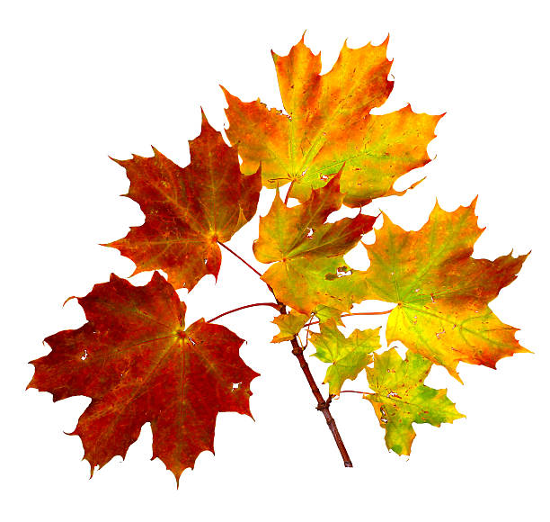 istock Autumn  leaves on white background 487168582