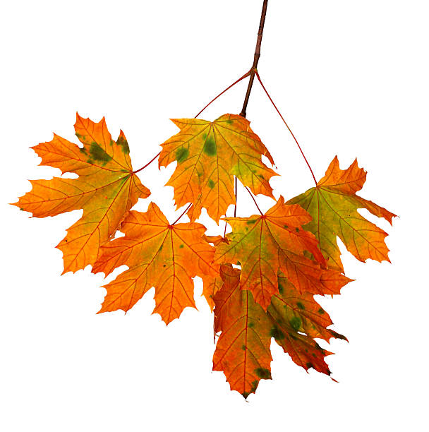 istock Autumn  leaves on white background 487168590