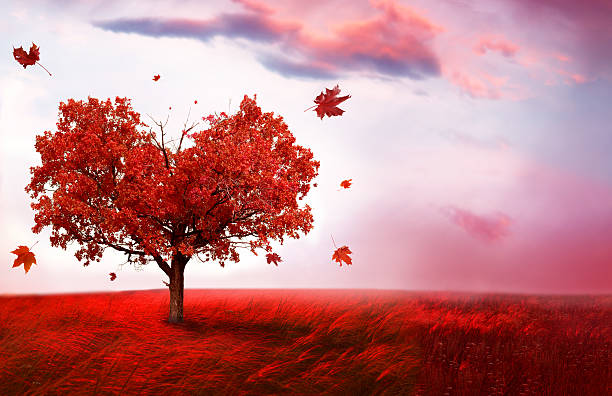 istock Autumn landscape with  love tree 487168616