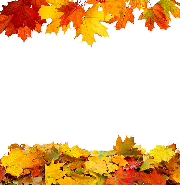 istock autumn leaves  isolated on white background 487168650