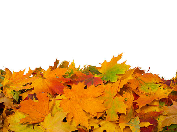 istock Isolated Autumn Leaves 487168800