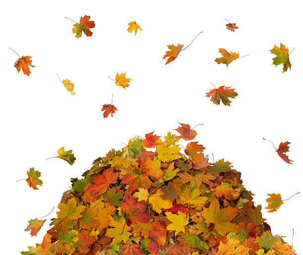 istock Pile of Fall Leaves 487168820