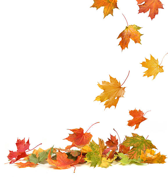 istock Isolated autumn leaves 487171194